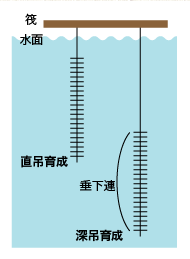 育成（いくせい）