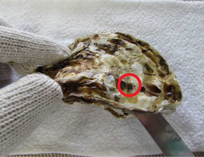殻付き牡蠣の剥き方